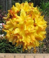 Aromi's Spring Fanfare Deciduous Azalea, Rhododendron x 'Spring Fanfare'